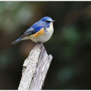 Meet your Posher, Dicksum